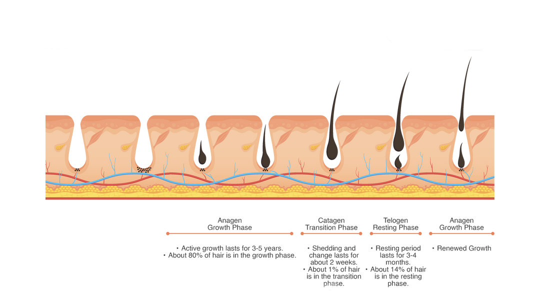 Hair Cycles - دورة حياة الشعر